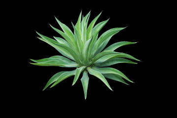 Agave plant isolated on  black background. clipping path. Agave plant tropical drought tolerance has sharp thorns.
