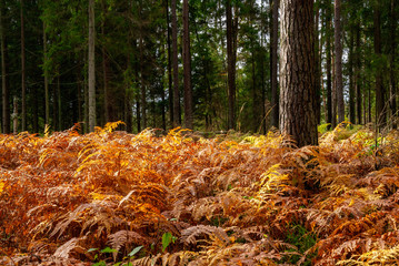 Jesień w Puszczy Knyszyńskiej, Podlasie, Polska © podlaski49