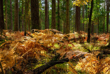 Jesień w Puszczy Knyszyńskiej, Podlasie, Polska © podlaski49