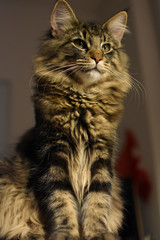 Young norwegian forest cat with long whiskers sitting and looking away. Selective focus.