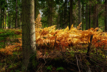 Jesień w Puszczy Knyszyńskiej, Podlasie, Polska © podlaski49
