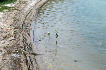 The beach is contaminated with oil from the boat. Causing marine animals to die