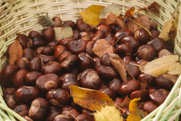 raw chestnuts in the basket. autumn harvest. leaf. closeup, place for text