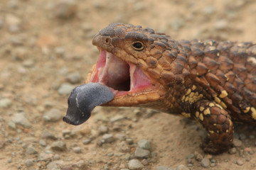 Tannenzapfenskink