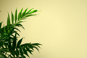 Green leaves of palm tree (Hamedorea) against the background of a white wall. Copy space.