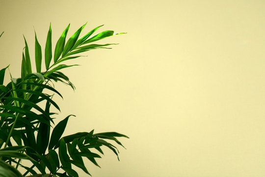 Green leaves of palm tree (Hamedorea) against the background of a white wall. Copy space. © Olivka888
