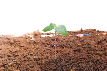 Green sprout growing out from soil isolated on white background