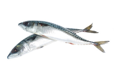 Fresh saba fish isolated on white background