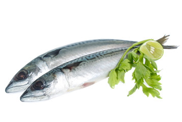 Fresh saba fish isolated on white background