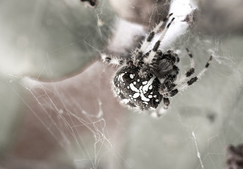 The Orb Spider (Araneus diadematus), a female who leaves in my back yard, Braga, Portugal.	
