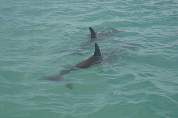 Dolphin Delfin  © Marco