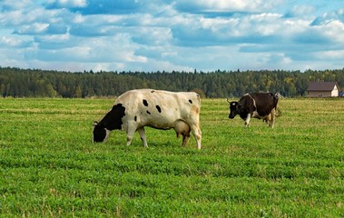 cows in a field