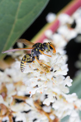 Yellow wasp sits on white flower