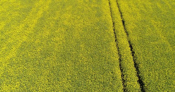 Drone Aerial footage of farming green grass field in UK England, British farm
