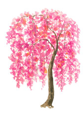 Pink Cherry Blossom tree watercolor painting hand drawn on isolated white background