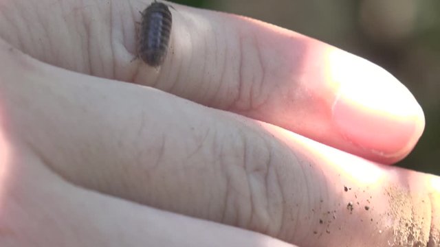 だんごむし　手の上　Armadillidiidae pillbug