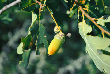 Common Oak (Quercus) green leaves and acorn on tree, soft blurry green leaves background