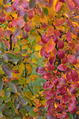 A colorful autumn leaves - green, yellow, red. Autumn natural background. Selective focus