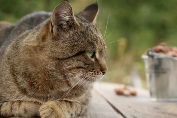 Gray tabby cat on a background of a crop of nuts