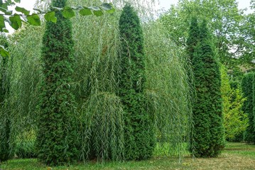 green decorative conifers bushes and grass in the park