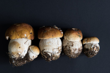 mushrooms isolated on black background