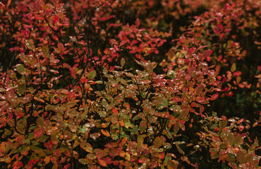 Autumn red leaves.Burgundy-red leaves on the Bush in autumn.