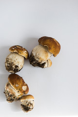 mushrooms isolated on white background