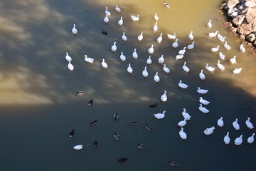 muchos patos blancos y algunos negros en el río
