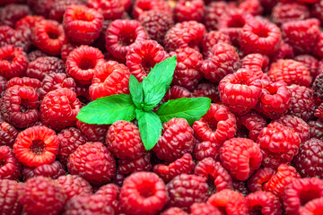 Fresh raspberries background closeup and mint leaves. Backdrop for your design . The concept of a healthy diet.