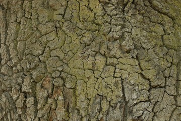 natural vegetative background from a gray green bark on a tree
