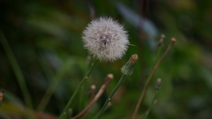 A moment in time with the plant taraxacum