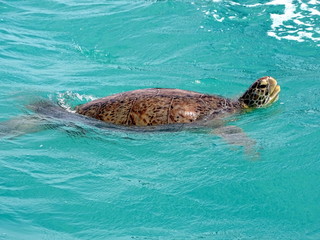 Schildkröte Turtle 