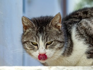 cat with green eyes