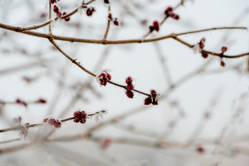 Fog on Wild Plants in Foggy Winter