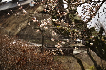 Obraz premium 梅苑