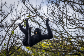 Monkey