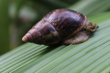 Snail macro shot