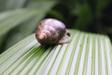 Snail macro shot