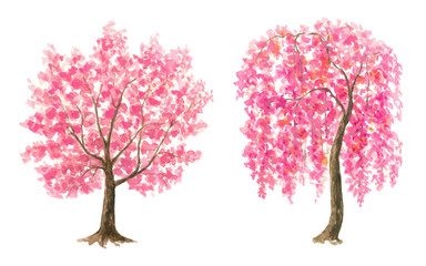 Obraz premium Pink Cherry Blossom tree set watercolor painting hand drawn on isolated white background