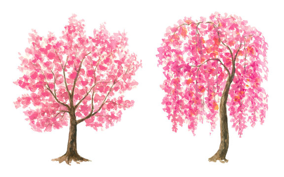 Pink Cherry Blossom tree set watercolor painting hand drawn on isolated white background