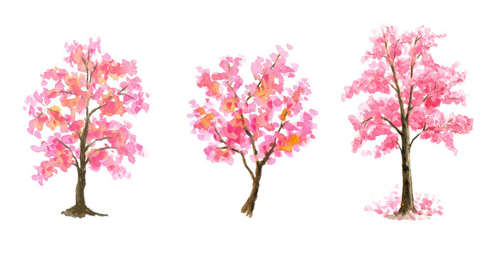 Pink Cherry Blossom tree set watercolor painting hand drawn on isolated white background