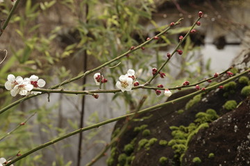 梅苑