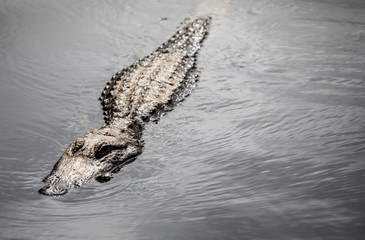 Close up of alligator gliding through the water