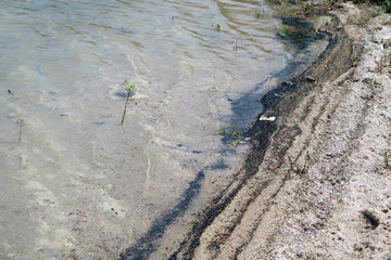 The beach is contaminated with oil from the boat. Causing marine animals to die