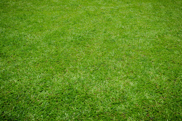 Green grass texture for background. Green lawn pattern and texture background. Close-up.