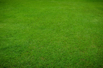 Green grass texture for background. Green lawn pattern and texture background. Close-up.