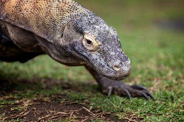 Close up of a Komodo Dragon prowling