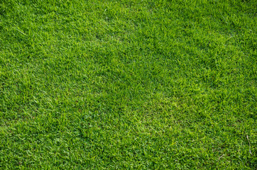 Green grass texture for background. Green lawn pattern and texture background. Close-up.