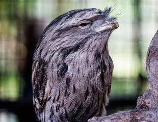 Close up of the owl like Tawny Frogmouth bird