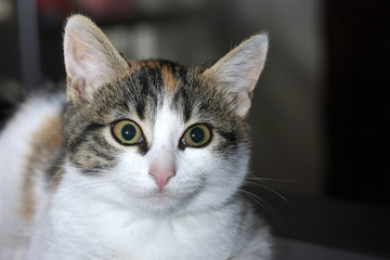Cute tricolor kitten is looking at the camera. Calico cats are domestic cats with spotty or multi-colored hair, which is predominantly white, with spots of two other colors
